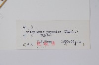 蘿藦藏品圖，第2張