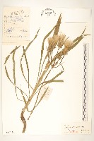 芼管草藏品圖，第1張