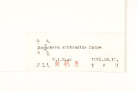 芼管草藏品圖，第3張