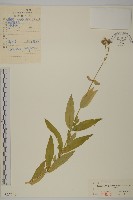 寄奴花藏品圖，第1張