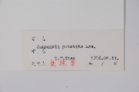 紫斑風鈴草藏品圖，第2張