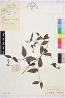 褐毛鐵線蓮藏品圖，第1張