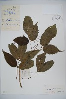 東北接骨木藏品圖，第1張