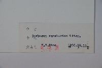 東北接骨木藏品圖，第2張