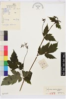 興安升麻藏品圖，第1張