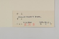 野薊藏品圖，第3張