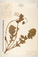 芥葉蒲公英藏品圖，第1張