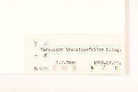 芥葉蒲公英藏品圖，第3張