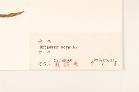 飛蓬藏品圖，第3張