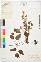 東北鐵線蓮藏品圖，第1張