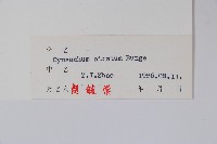 牛皮消、白薇藏品圖，第2張