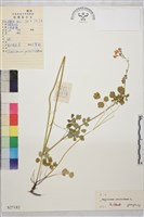 腎葉唐松草藏品圖，第1張