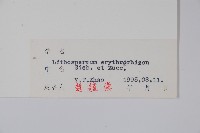 紫草藏品圖，第2張
