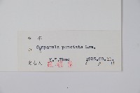 紫斑風鈴草藏品圖，第2張