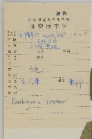 東風菜藏品圖，第2張