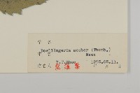 東風菜藏品圖，第3張