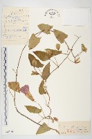 寬葉打碗花藏品圖，第1張