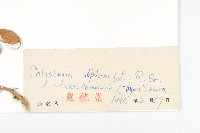 寬葉打碗花藏品圖，第3張