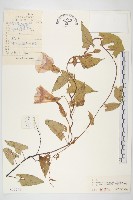 寬葉打碗花藏品圖，第1張