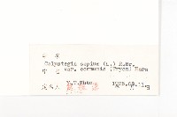 寬葉打碗花藏品圖，第3張