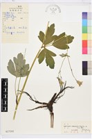 尖萼耬斗菜藏品圖，第1張
