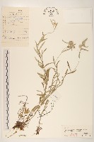 火絨草藏品圖，第1張