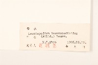 火絨草藏品圖，第3張