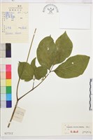 草芍藥, 山芍葯藏品圖，第1張