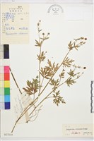 茴茴蒜藏品圖，第1張