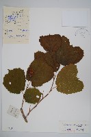 榛樹藏品圖，第1張