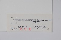 榛樹藏品圖，第2張