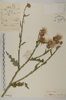 飛廉藏品圖，第1張