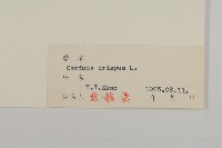 飛廉藏品圖，第3張