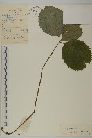 銀線草藏品圖，第1張