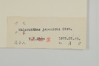 銀線草藏品圖，第3張