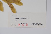 梣葉槭藏品圖，第2張