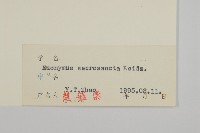 衛矛藏品圖，第3張