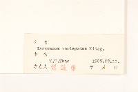 斑葉蒲公英藏品圖，第3張