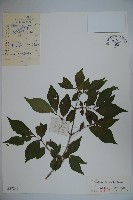 金花忍冬藏品圖，第1張