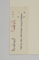 狹葉藜藏品圖，第3張