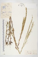 硬毛南芥藏品圖，第1張