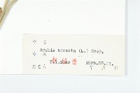 硬毛南芥藏品圖，第3張