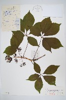 刺五加藏品圖，第1張