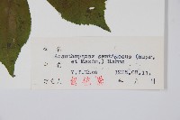 刺五加藏品圖，第2張