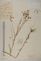 還陽參藏品圖，第1張