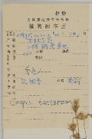還陽參藏品圖，第2張