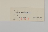 還陽參藏品圖，第3張