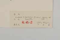 連錢草藏品圖，第3張