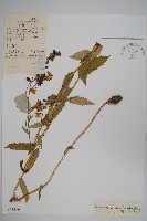 鋸齒沙參藏品圖，第1張