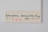 鋸齒沙參藏品圖，第2張